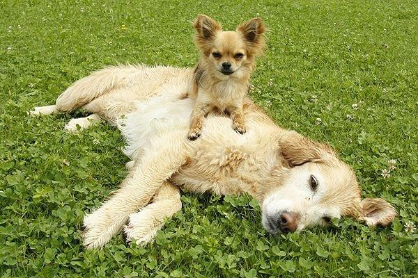 Golden retriever Victor billede 17