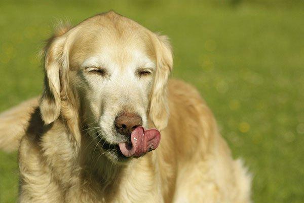 Golden retriever Victor billede 18