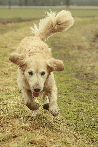 Golden retriever Victor billede 19