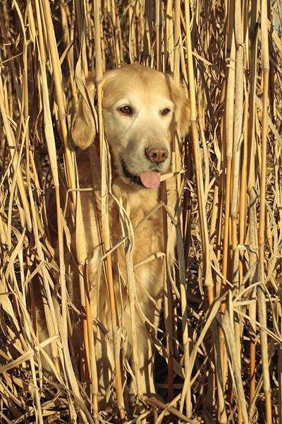 Golden retriever Victor billede 20