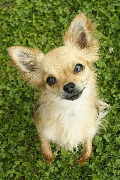 Chihuahua Simba billede 1