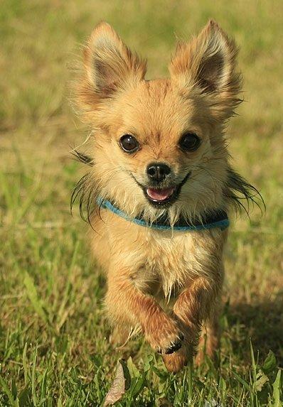 Chihuahua Simba billede 2