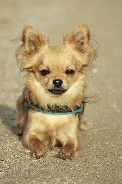 Chihuahua Simba billede 3