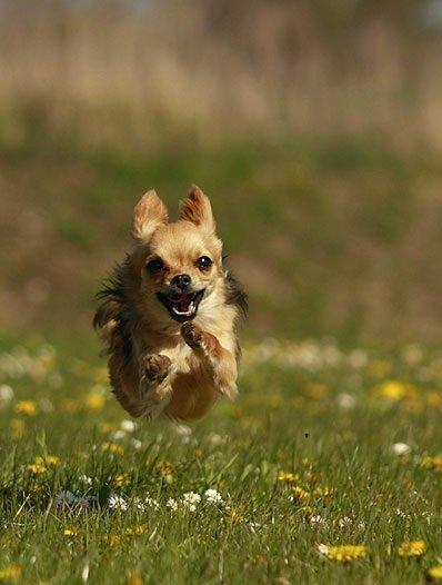 Chihuahua Simba billede 4