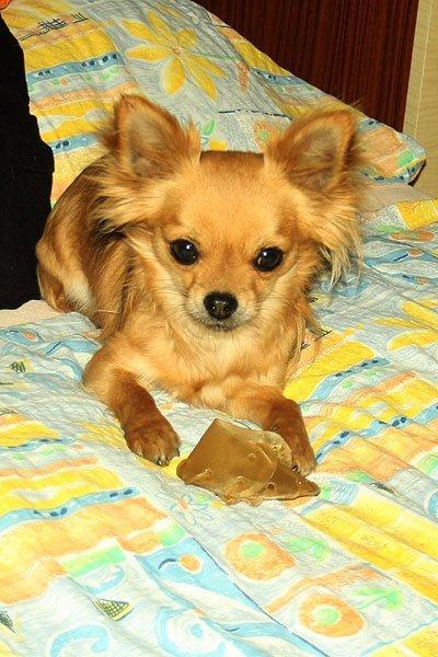 Chihuahua Simba billede 5