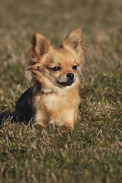 Chihuahua Simba billede 6