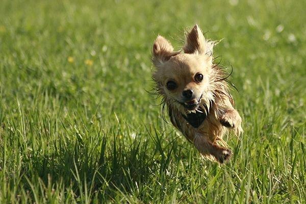 Chihuahua Simba billede 7