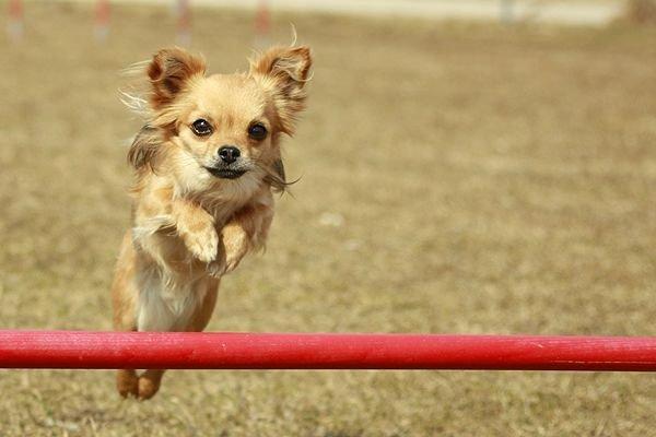 Chihuahua Simba billede 8