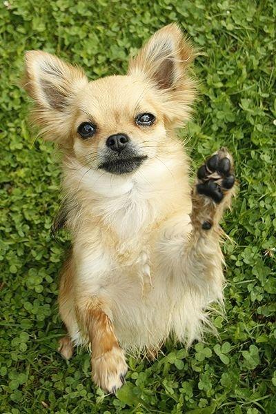 Chihuahua Simba billede 9