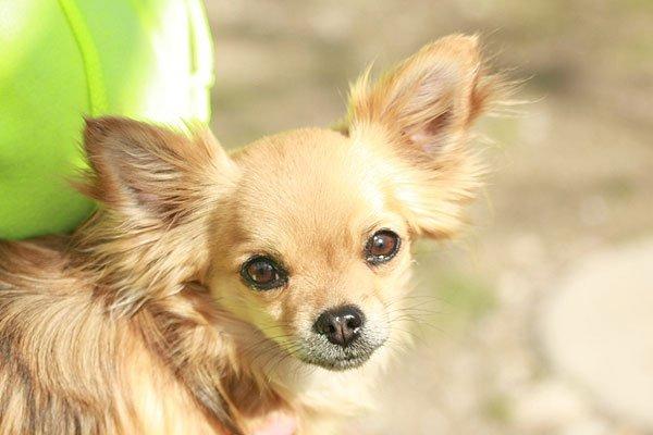 Chihuahua Simba billede 10