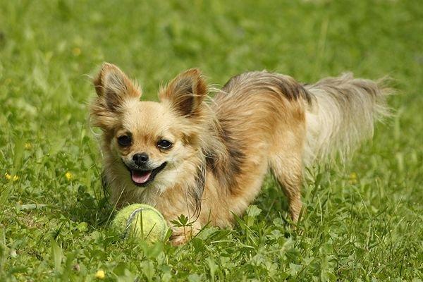 Chihuahua Simba billede 11