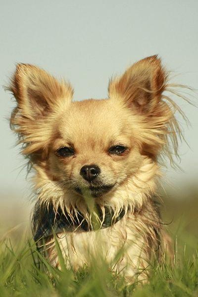 Chihuahua Simba billede 12