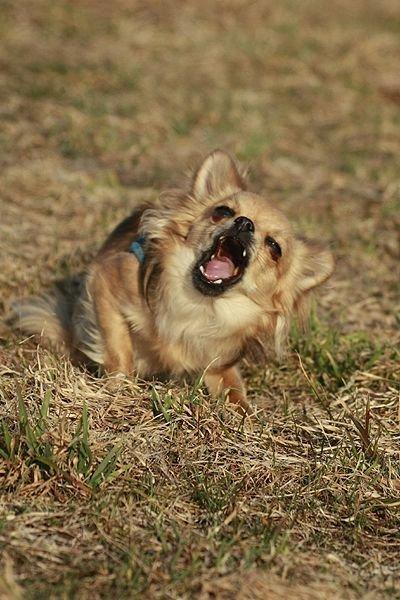 Chihuahua Simba billede 13