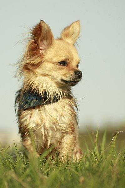 Chihuahua Simba billede 14