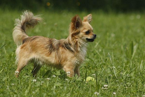 Chihuahua Simba billede 15