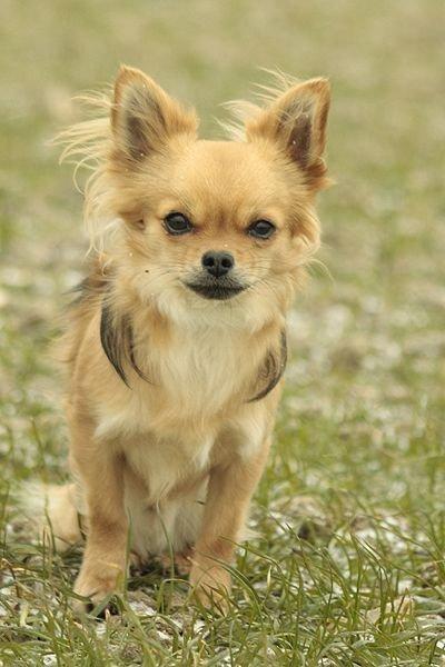 Chihuahua Simba billede 16