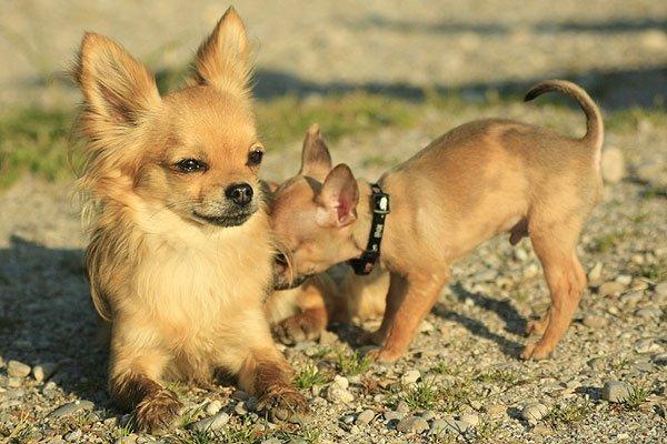 Chihuahua Simba billede 17