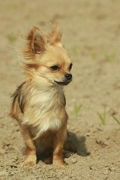 Chihuahua Simba billede 18