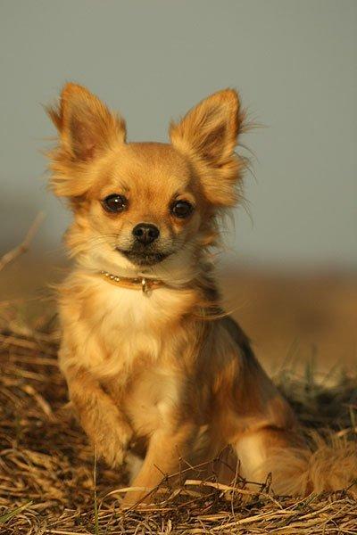 Chihuahua Simba billede 19