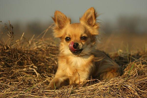 Chihuahua Simba billede 20