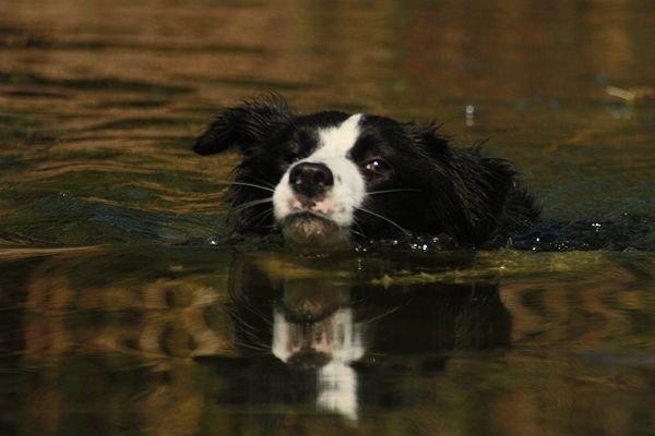Border collie Vega billede 11