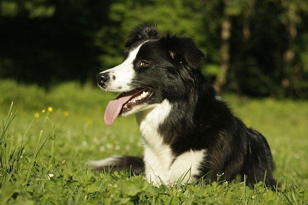 Border collie Vega billede 20