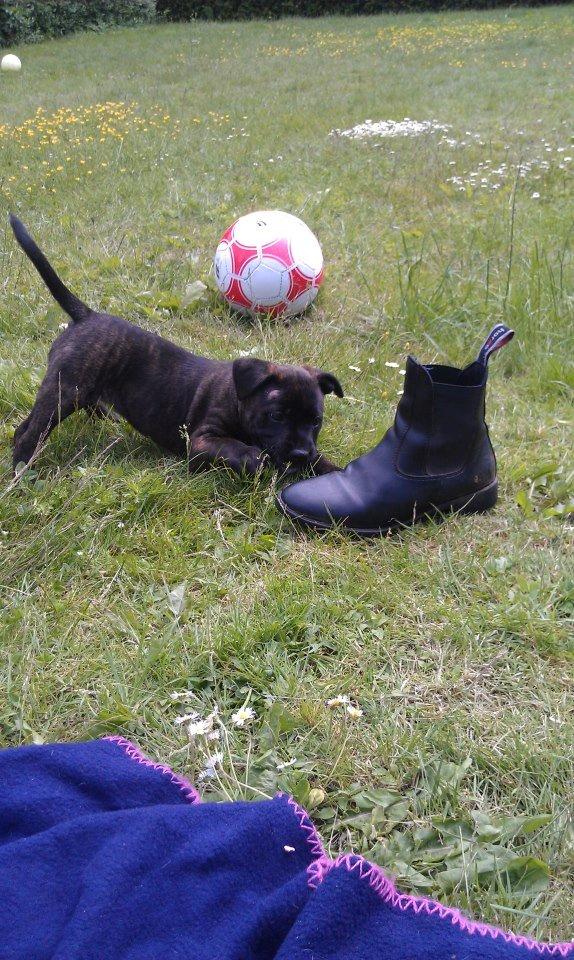 Staffordshire bull terrier Lady Step billede 11