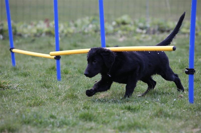Flat coated retriever Bongo billede 1