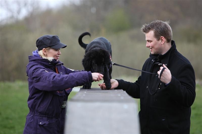 Flat coated retriever Bongo billede 2