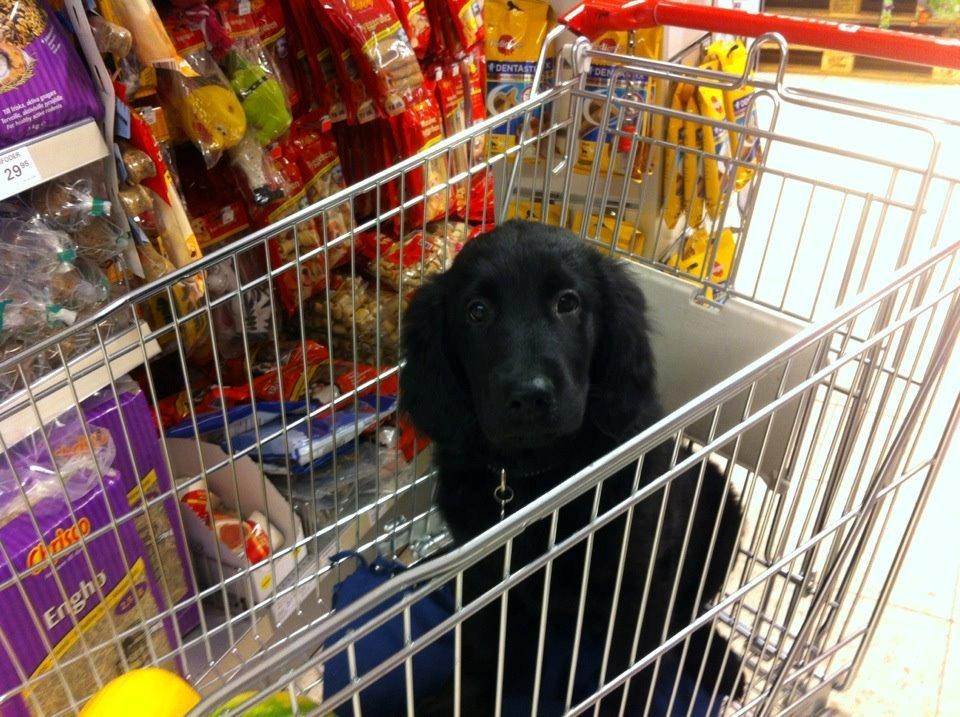 Flat coated retriever Bongo billede 3