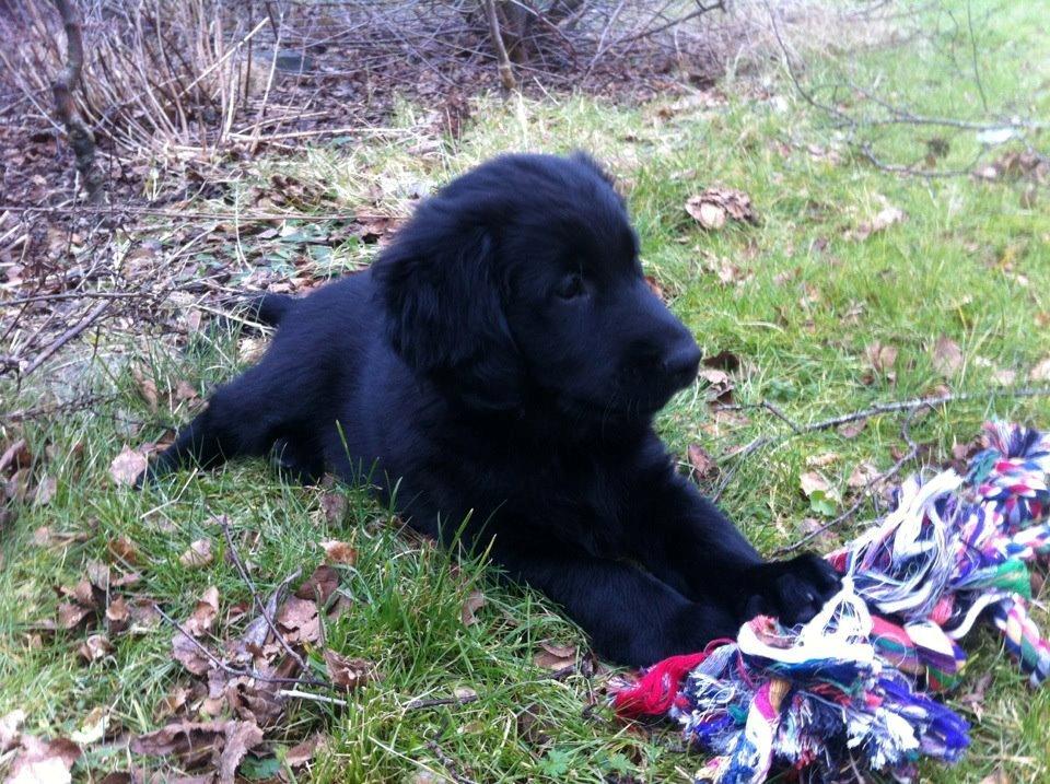 Flat coated retriever Bongo billede 4