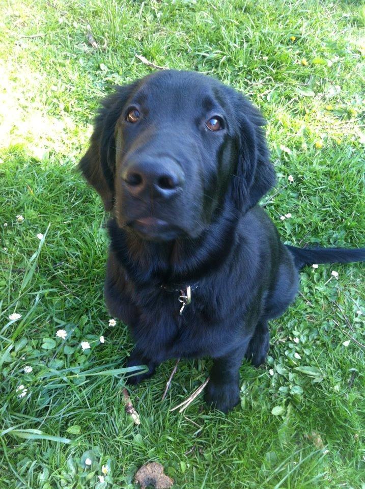 Flat coated retriever Bongo billede 5