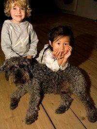 Lagotto romagnolo Etienne billede 6