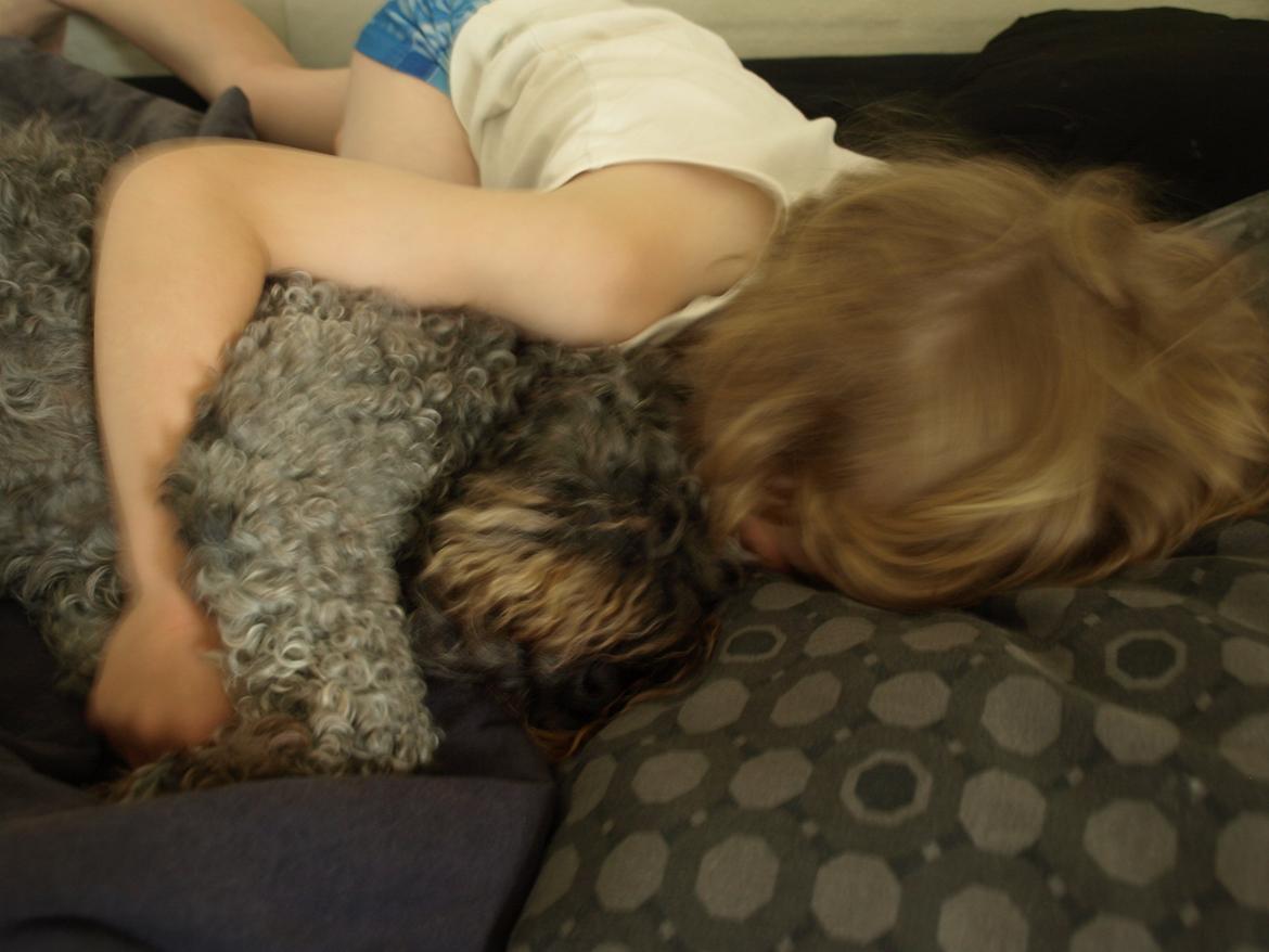 Lagotto romagnolo Etienne billede 8