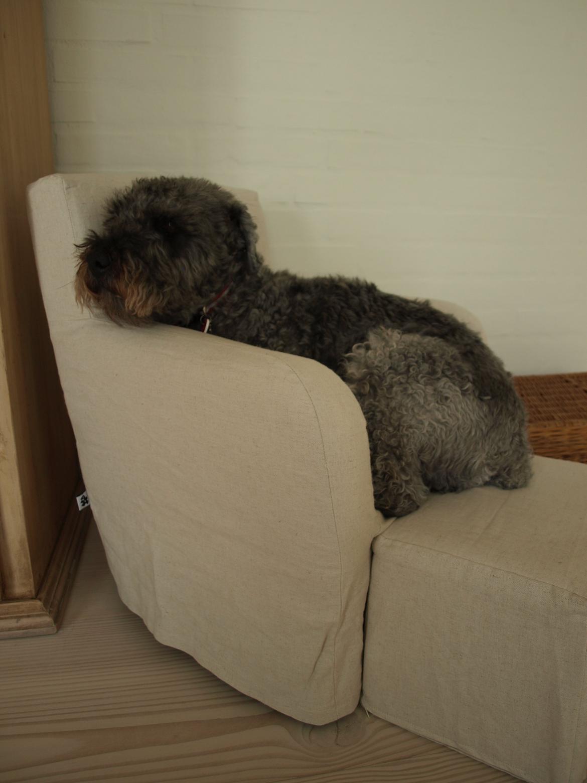 Lagotto romagnolo Etienne billede 9