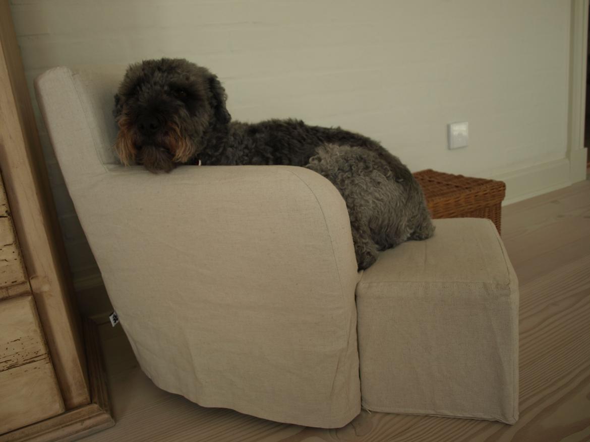 Lagotto romagnolo Etienne billede 10