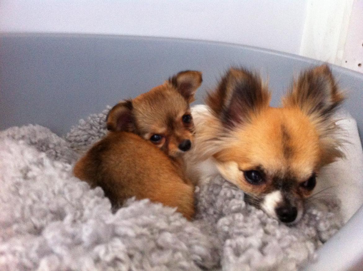 Chihuahua House Of Holtens Delicia (Ronja) - Puttetid billede 5