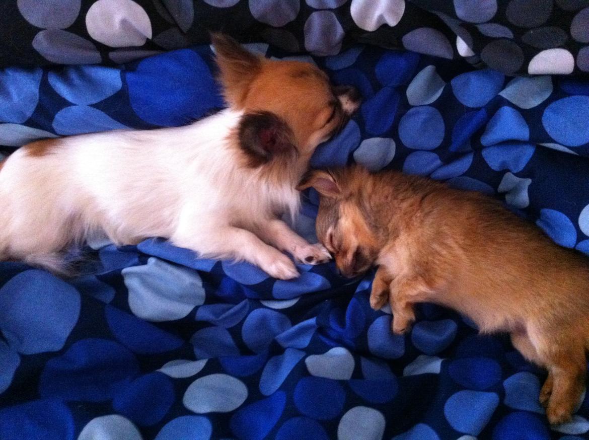 Chihuahua House Of Holtens Delicia (Ronja) - Nellie og Ronja sover
 billede 20