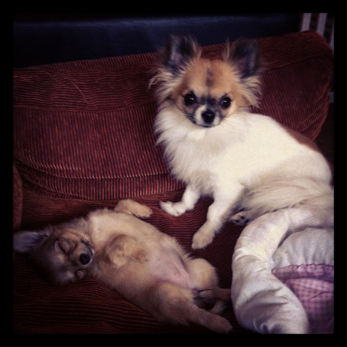 Chihuahua House Of Holtens Delicia (Ronja) - Sovetrynen Ronja, sammen med storesøster Nellie. billede 6