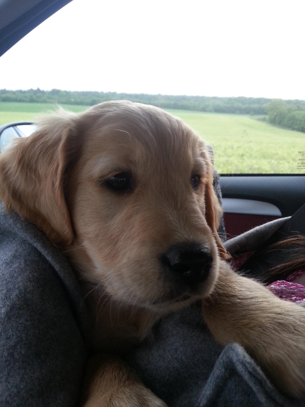 Golden retriever Cocio billede 1