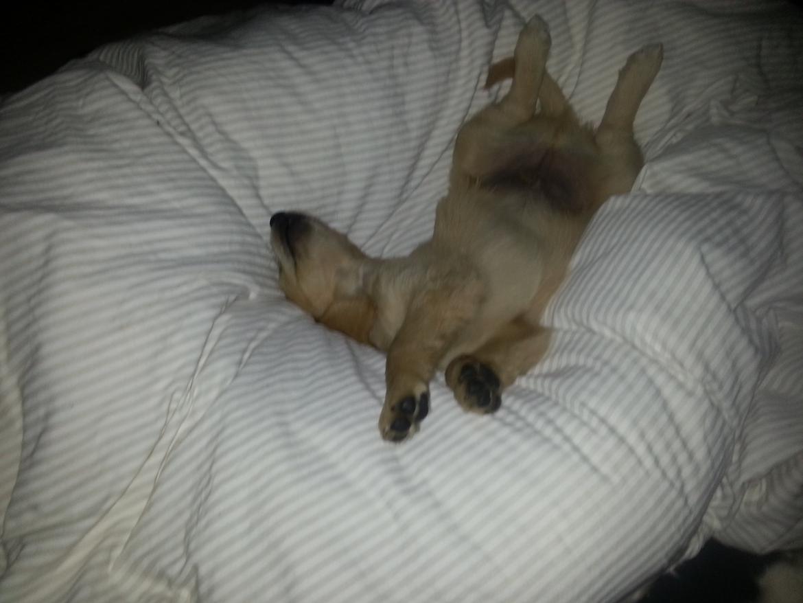 Golden retriever Cocio billede 2