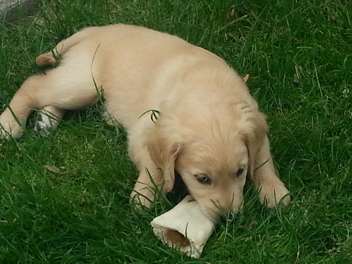 Golden retriever Cocio billede 3