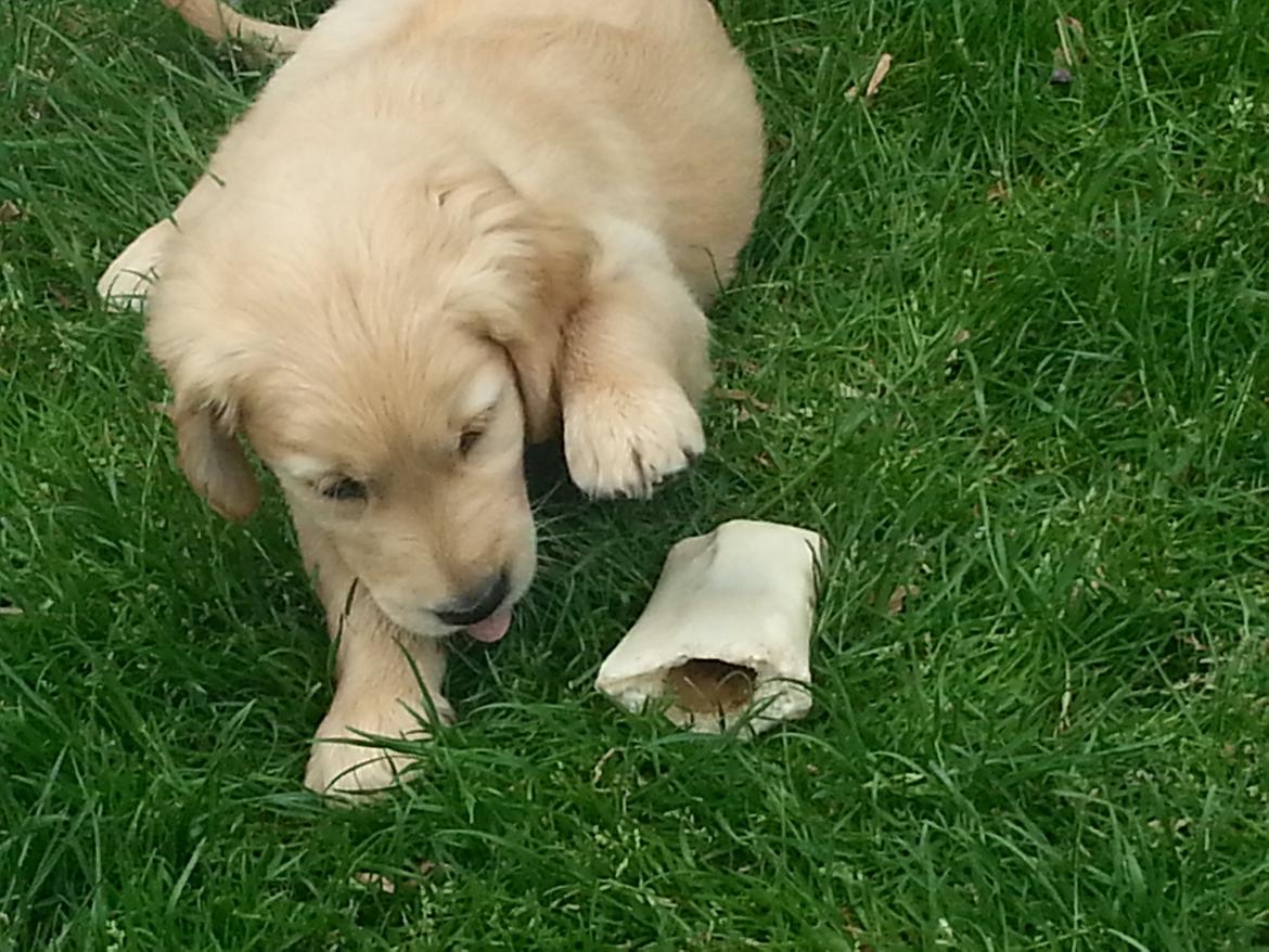 Golden retriever Cocio billede 4