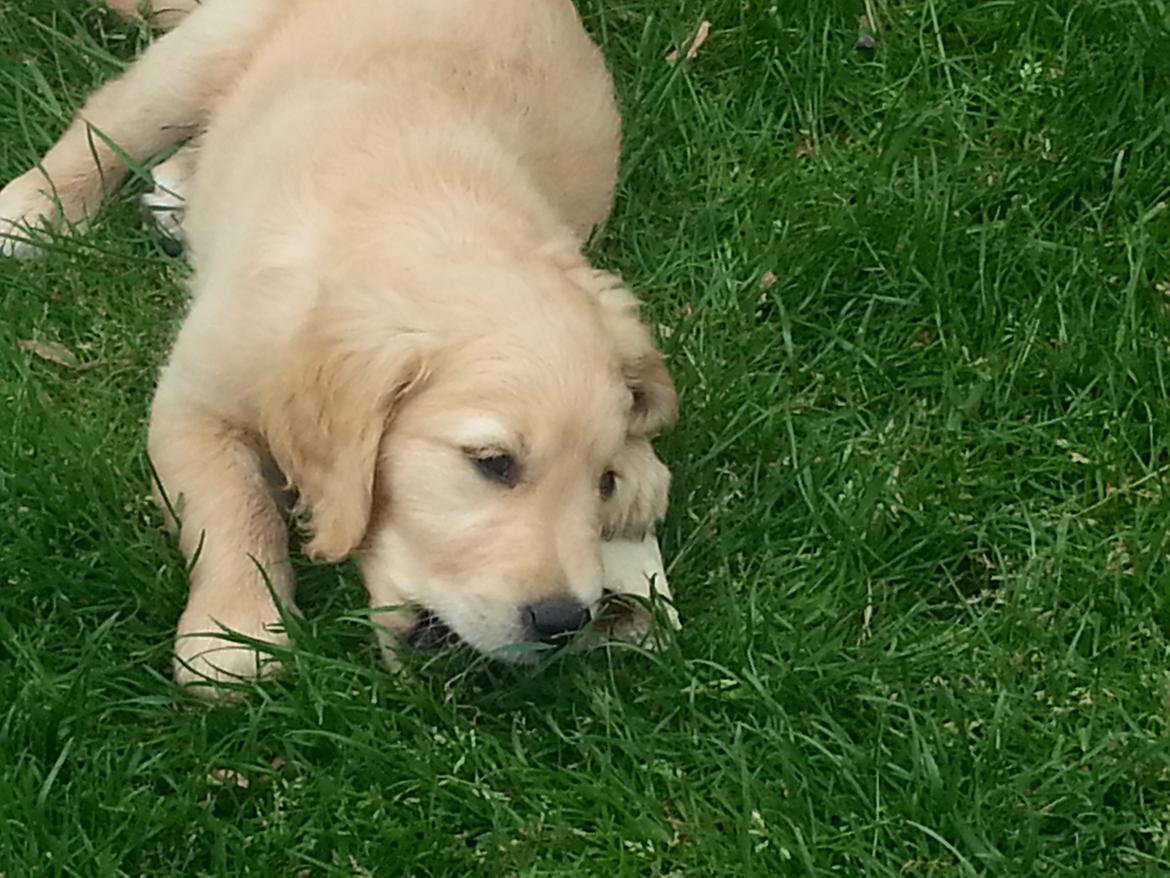 Golden retriever Cocio billede 5