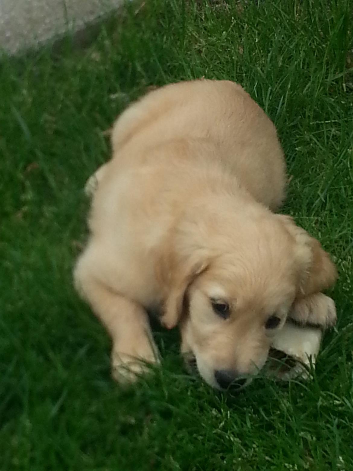 Golden retriever Cocio billede 6