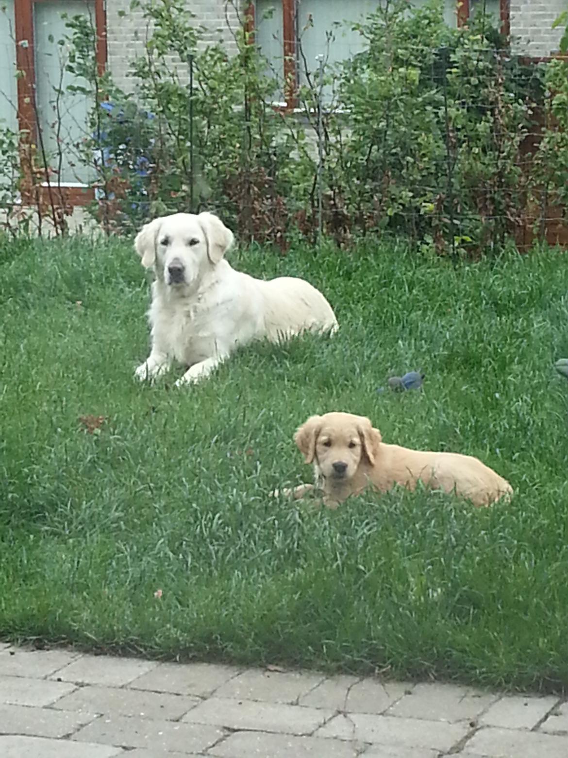 Golden retriever Cocio billede 7