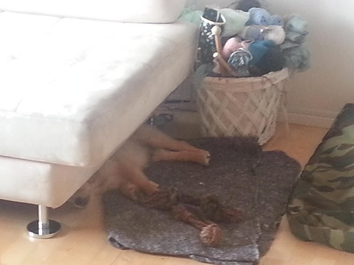 Golden retriever Cocio billede 8