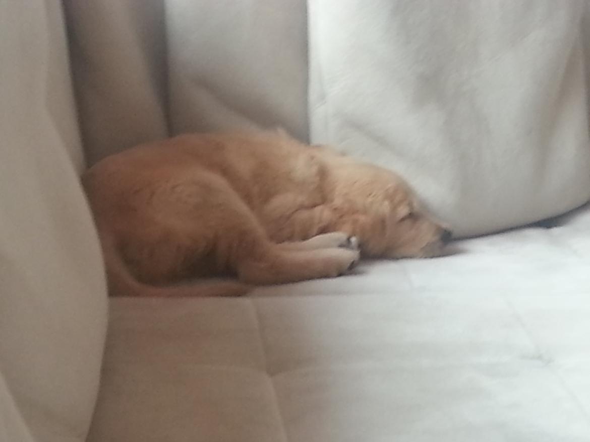 Golden retriever Cocio billede 9