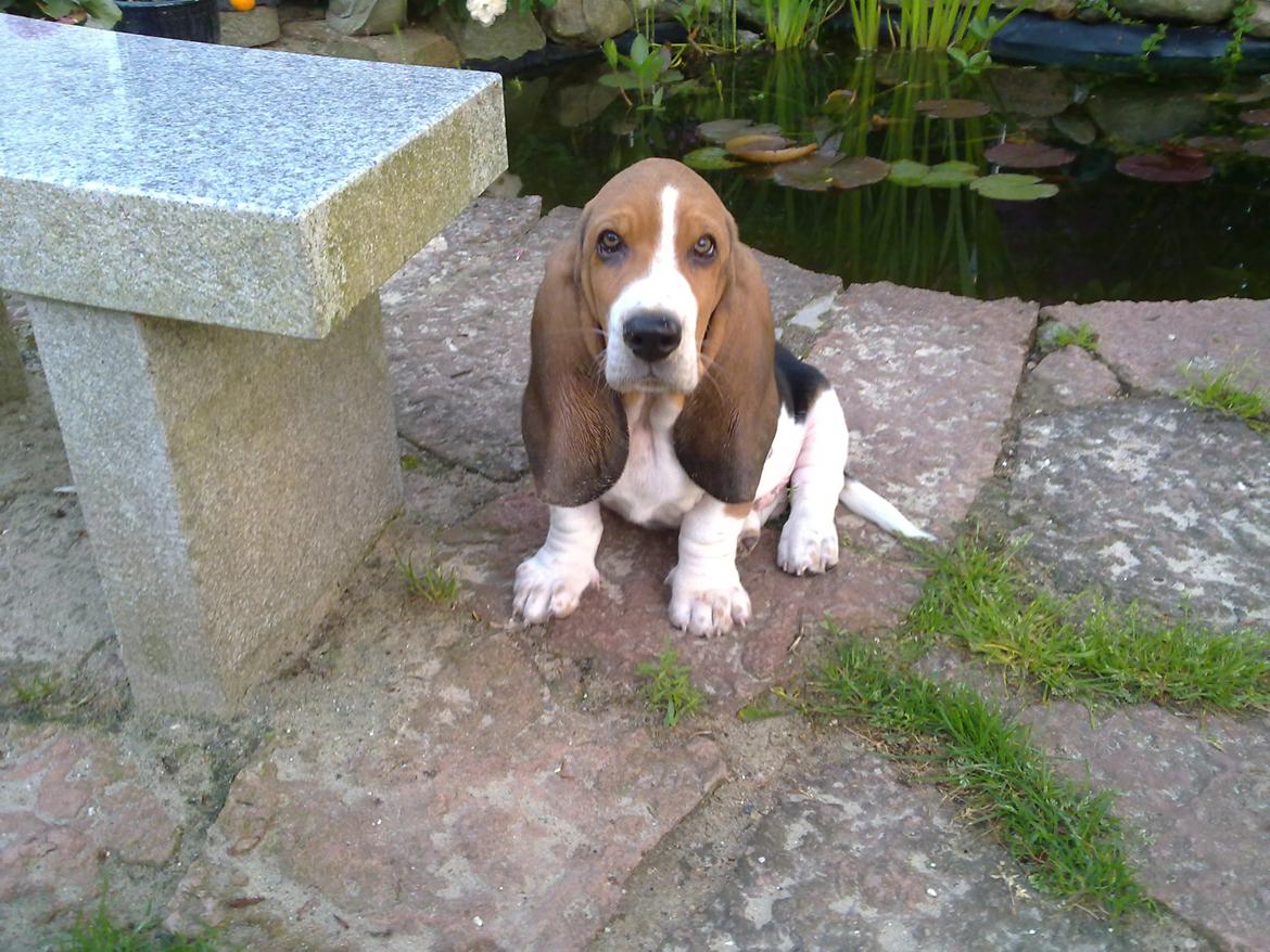 Basset hound Dalton - Dalton 12 uger billede 11