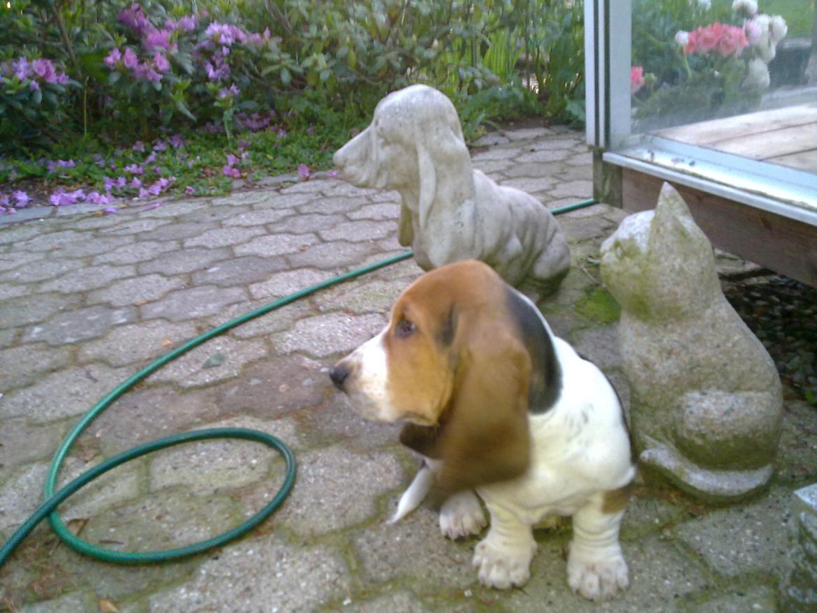 Basset hound Dalton billede 12